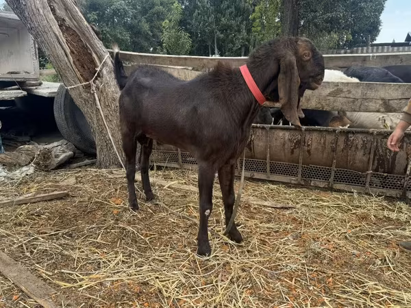 Kambing jantan, Nubian Goat
