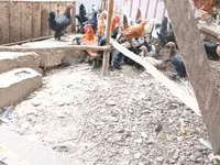 Chickens — fotografija 8