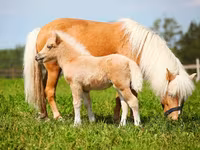 Ngựa đực, American shetland pony — ảnh 2