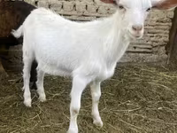 Kambing (lot, jantina tidak dinyatakan), Goats — foto 4