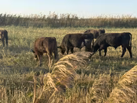 Touro, Swiss cattle — foto 5