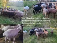 Widder, Schafe — Foto 2