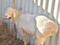แกะตัวผู้, Rhon sheep — รูปภาพ 3
