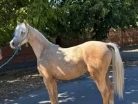 Hingst, Hästar — foto 4
