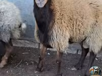 مینڈھا, بھیڑیں — تصویر 3