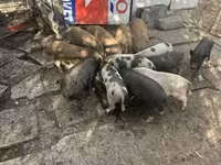 หมูป่าตัวผู้, Австралийская дикая — รูปภาพ 3