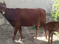 ላም, Cattle — ፎቶ 4