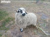 قوچ, Racka sheep — عکس 1