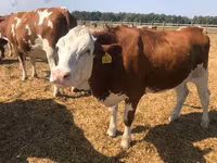 Vacă, Rasa Holstein — foto 2