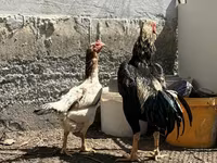 Chickens — عکس 6