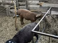 Kambing betina, Hissar sheep — foto 2