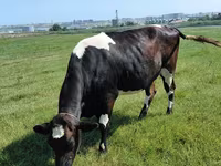 Kuh, Aberdeen-Angus — Foto 4
