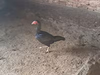 Chickens — عکس 2