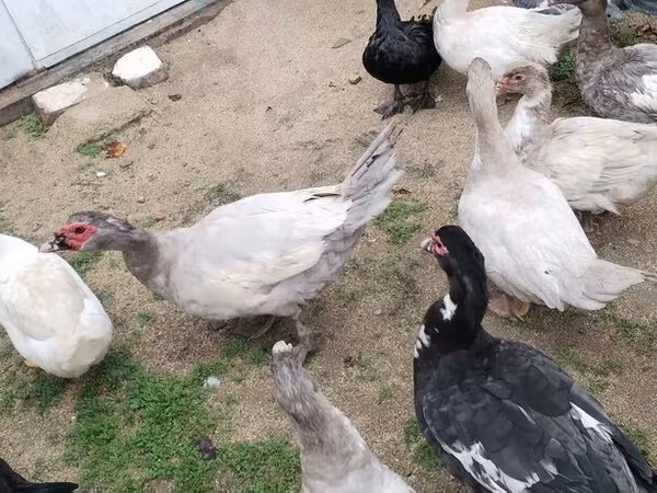 Ducks