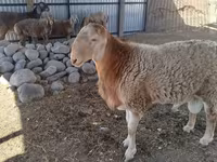 Vædder, Arashan sheep — foto 6