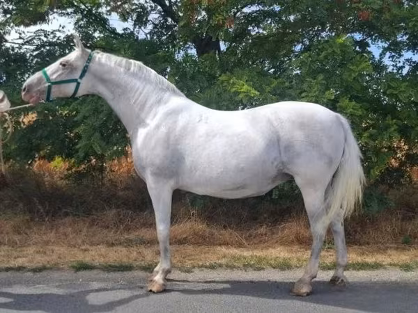 Кобила, Lipizzaner