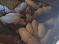 Babi betina, Дюрок — foto 4