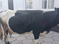 Сиыр, Russian Black pied cattle — 2-сурет