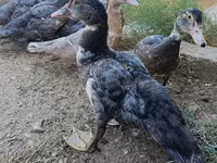 مسکوی خانگی — عکس 2
