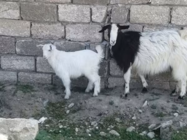 Goat, Goats — Azerbaijan