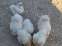 Chickens — foto 2