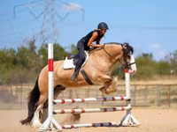 Cal, Gypsy horse — foto 4