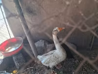 Geese — foto 1