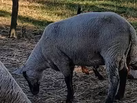 Vædder, White Suffolk sheep — foto 3