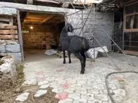 Kambing jantan, Arashan sheep — foto 2