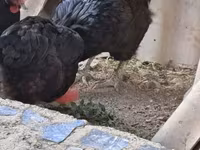 Chickens — Foto 2