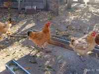 Gallina danese — foto 1