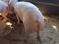 Babi betina — foto 1