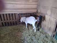 بز نر, Nubian Goat — عکس 7