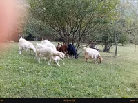 بز ماده, بز — عکس 1