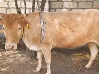 Mucca, Simmental cattle — foto 1