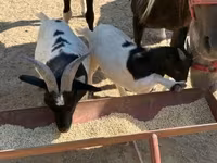 Chèvre, Dutch Landrace goats — photo 5