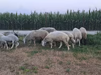 Ram, Schapen — foto 1