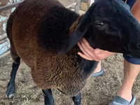 Ovejas (lote, sexo no especificado), Blackheaded Persian sheep — foto 3