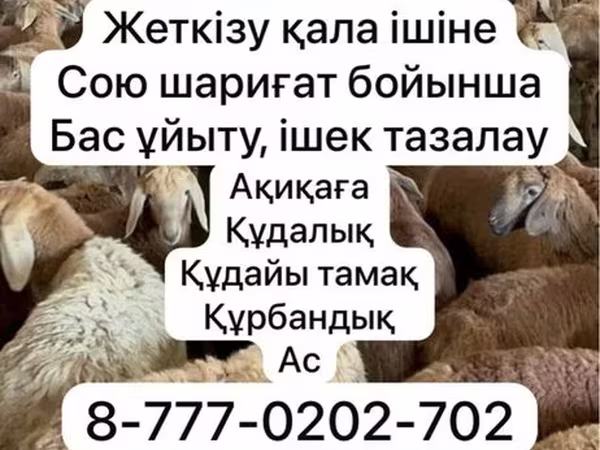 Qoyun, Krasnoyarsk sheep