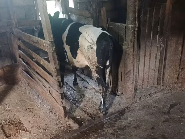 Krava, Holštýnské plemeno
