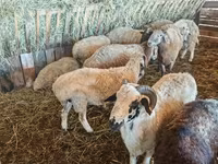 گوسفند (گروه، جنسیت مشخص نشده), Hissar sheep — عکس 3