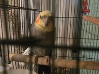 Məhsul: Nimfa papuqayları (Cockatiel) və qəfəs dəsti Təsvir: - — fotografija 5