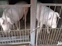 خنزیر (گروپ، جنس مذکور نہیں), Крупная белая — تصویر 1