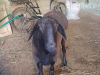 قوچ, Hissar sheep — عکس 4