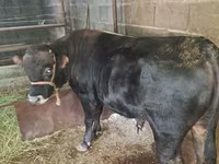گاو نر, Simmental cattle — عکس 3