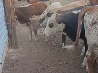 Toro, Simmental cattle — foto 4
