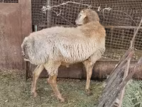 แกะตัวผู้, Arashan sheep — รูปภาพ 3