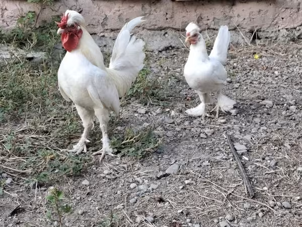 Chickens