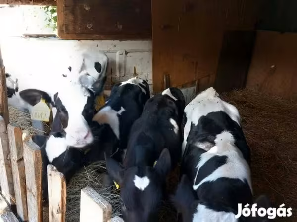 Býk, Russian Black pied cattle