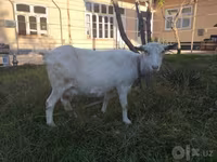 แพะตัวเมีย, Saanen goat — รูปภาพ 1